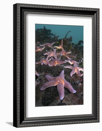 Common Starfish (Asterias Rubens) Group, Saltstraumen, Bodø, Norway, October 2008-Lundgren-Framed Photographic Print