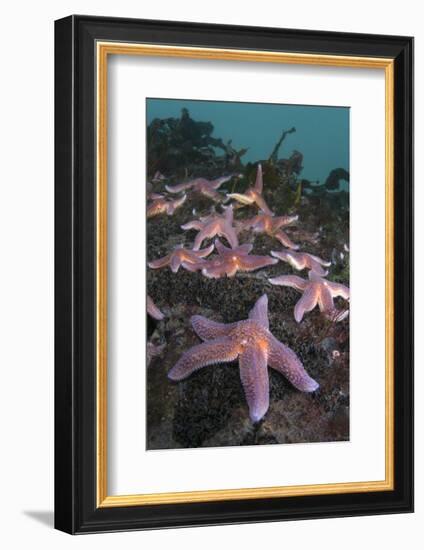 Common Starfish (Asterias Rubens) Group, Saltstraumen, Bodø, Norway, October 2008-Lundgren-Framed Photographic Print