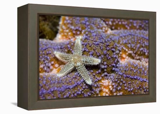 Common Starfish (Asterias Rubens) Saltstraumen, Bodø, Norway, October 2008-Lundgren-Framed Premier Image Canvas