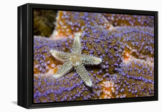 Common Starfish (Asterias Rubens) Saltstraumen, Bodø, Norway, October 2008-Lundgren-Framed Premier Image Canvas