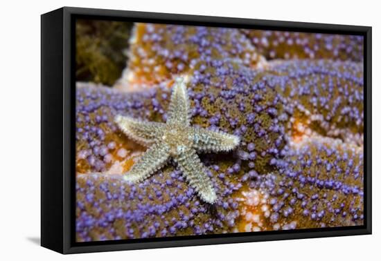 Common Starfish (Asterias Rubens) Saltstraumen, Bodø, Norway, October 2008-Lundgren-Framed Premier Image Canvas