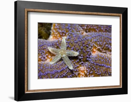 Common Starfish (Asterias Rubens) Saltstraumen, Bodø, Norway, October 2008-Lundgren-Framed Photographic Print