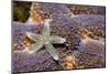 Common Starfish (Asterias Rubens) Saltstraumen, Bodø, Norway, October 2008-Lundgren-Mounted Photographic Print