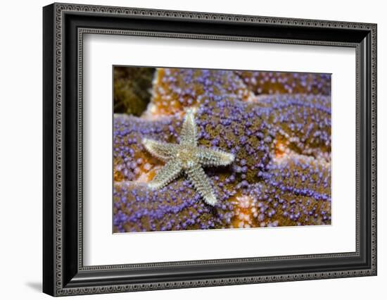 Common Starfish (Asterias Rubens) Saltstraumen, Bodø, Norway, October 2008-Lundgren-Framed Photographic Print