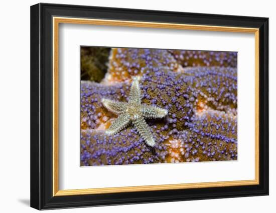 Common Starfish (Asterias Rubens) Saltstraumen, Bodø, Norway, October 2008-Lundgren-Framed Photographic Print