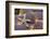 Common Starfish (Asterias Rubens) Saltstraumen, Bodø, Norway, October 2008-Lundgren-Framed Photographic Print