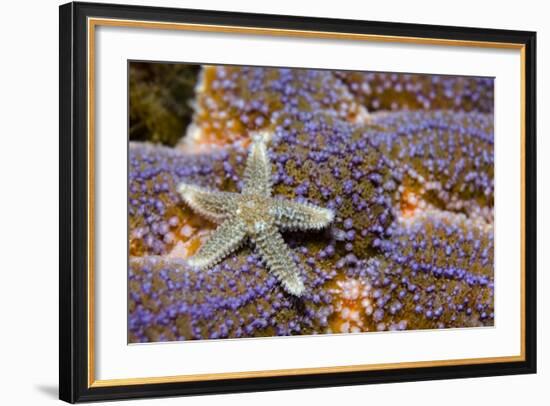 Common Starfish (Asterias Rubens) Saltstraumen, Bodø, Norway, October 2008-Lundgren-Framed Photographic Print