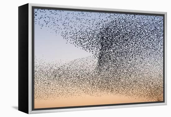 Common Starling Flock-null-Framed Premier Image Canvas