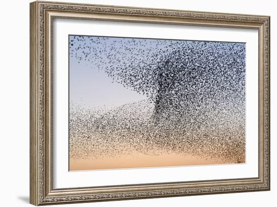 Common Starling Flock-null-Framed Photographic Print