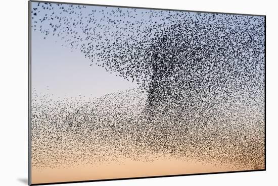 Common Starling Flock-null-Mounted Photographic Print