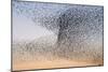 Common Starling Flock-null-Mounted Photographic Print