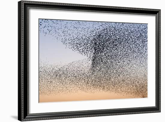 Common Starling Flock-null-Framed Photographic Print