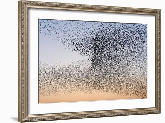 Common Starling Flock-null-Framed Photographic Print