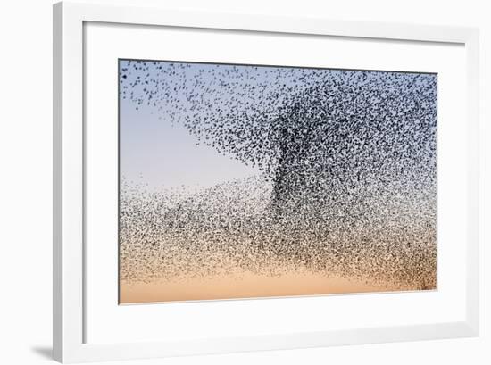 Common Starling Flock-null-Framed Photographic Print