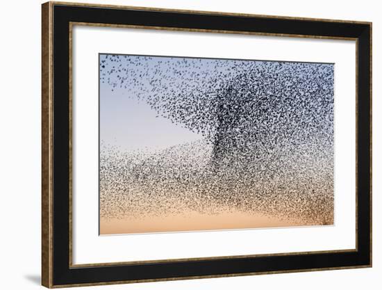 Common Starling Flock-null-Framed Photographic Print