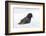 Common starling, foraging in snow, non native U.S. species-Adam Jones-Framed Photographic Print