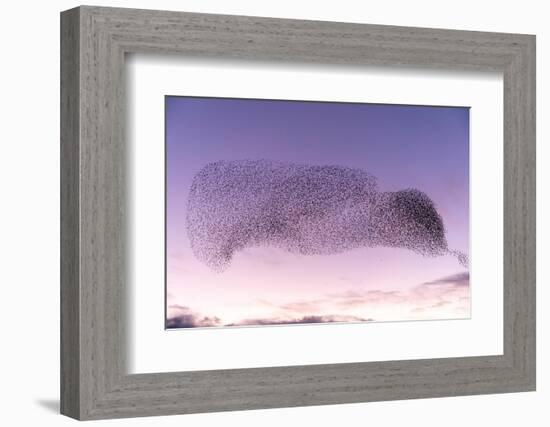 Common starling murmuration, The Netherlands-David Pattyn-Framed Photographic Print