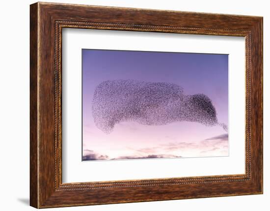 Common starling murmuration, The Netherlands-David Pattyn-Framed Photographic Print