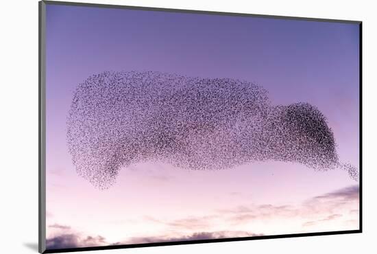 Common starling murmuration, The Netherlands-David Pattyn-Mounted Photographic Print
