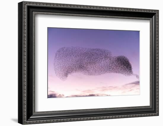 Common starling murmuration, The Netherlands-David Pattyn-Framed Photographic Print