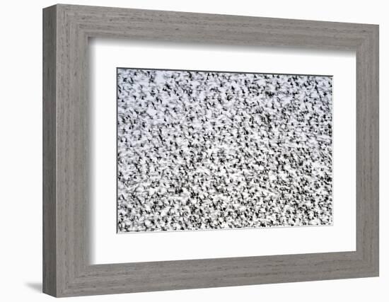 Common starling murmuration, The Netherlands-David Pattyn-Framed Photographic Print