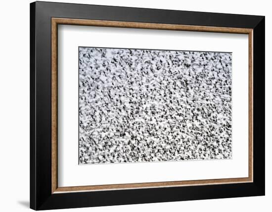 Common starling murmuration, The Netherlands-David Pattyn-Framed Photographic Print