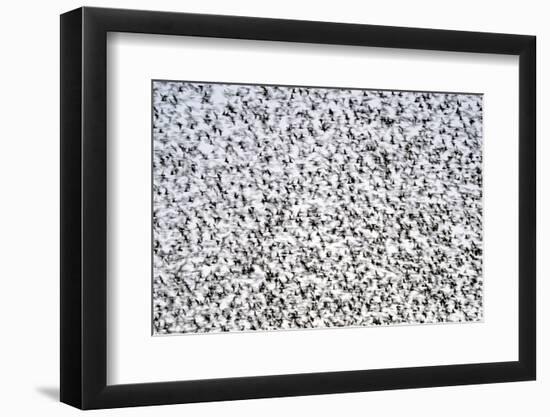 Common starling murmuration, The Netherlands-David Pattyn-Framed Photographic Print