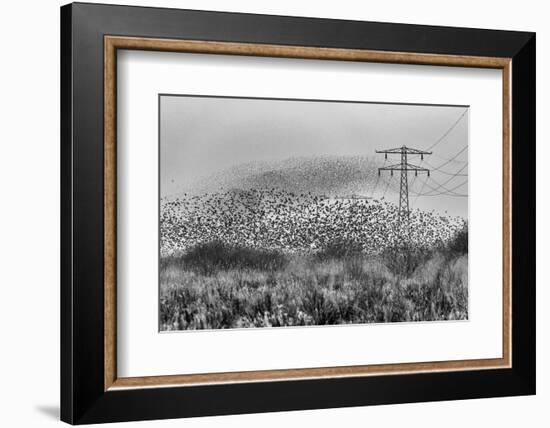 Common starling murmurations, The Netherlands-David Pattyn-Framed Photographic Print