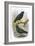 Common Starling (Top) and Intermediate Starling (Bottom)-English-Framed Giclee Print