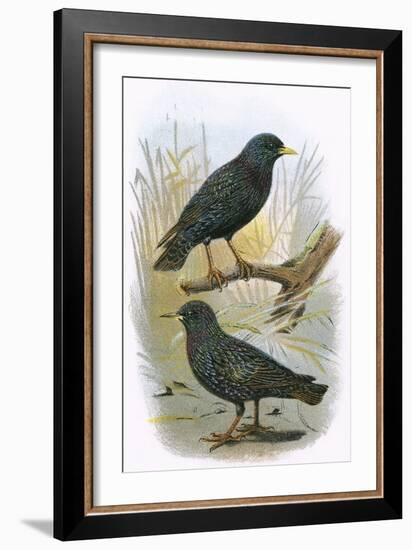 Common Starling (Top) and Intermediate Starling (Bottom)-English-Framed Giclee Print