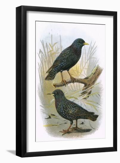 Common Starling (Top) and Intermediate Starling (Bottom)-English-Framed Giclee Print