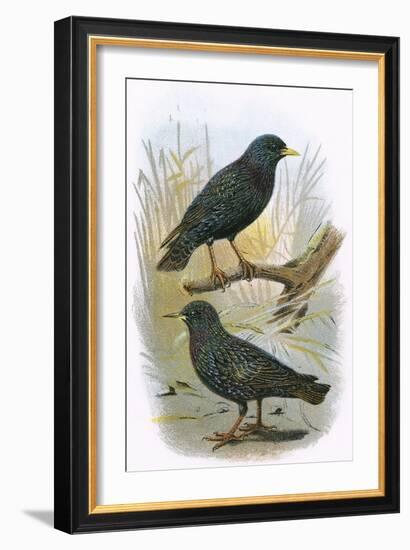 Common Starling (Top) and Intermediate Starling (Bottom)-English-Framed Giclee Print