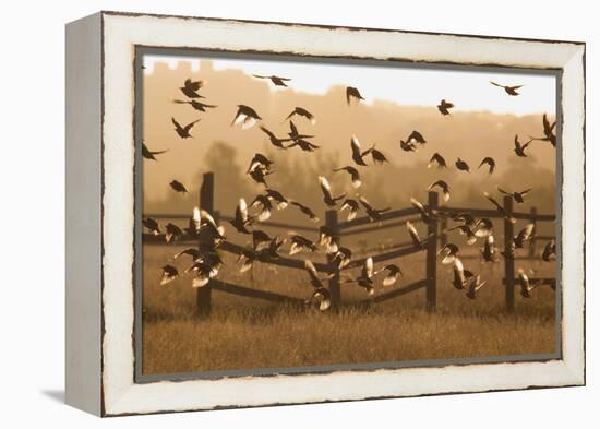 Common Starlings, Sturnus Vulgaris, Fly in a Clearing in Autumn-Alex Saberi-Framed Premier Image Canvas