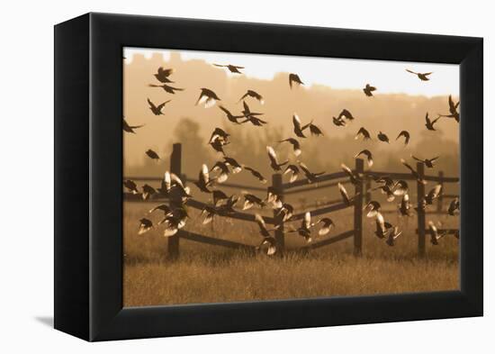 Common Starlings, Sturnus Vulgaris, Fly in a Clearing in Autumn-Alex Saberi-Framed Premier Image Canvas