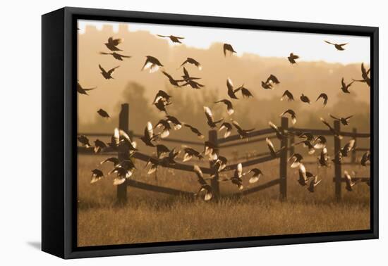 Common Starlings, Sturnus Vulgaris, Fly in a Clearing in Autumn-Alex Saberi-Framed Premier Image Canvas