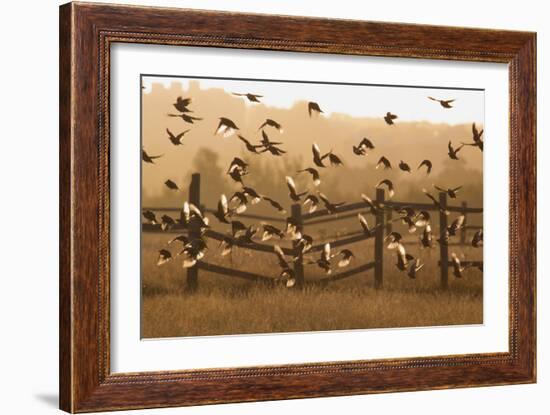 Common Starlings, Sturnus Vulgaris, Fly in a Clearing in Autumn-Alex Saberi-Framed Photographic Print