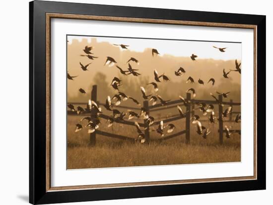 Common Starlings, Sturnus Vulgaris, Fly in a Clearing in Autumn-Alex Saberi-Framed Photographic Print