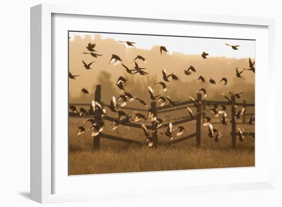 Common Starlings, Sturnus Vulgaris, Fly in a Clearing in Autumn-Alex Saberi-Framed Photographic Print