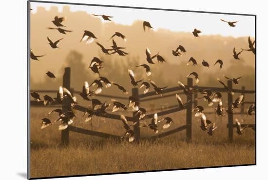 Common Starlings, Sturnus Vulgaris, Fly in a Clearing in Autumn-Alex Saberi-Mounted Photographic Print