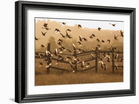 Common Starlings, Sturnus Vulgaris, Fly in a Clearing in Autumn-Alex Saberi-Framed Photographic Print