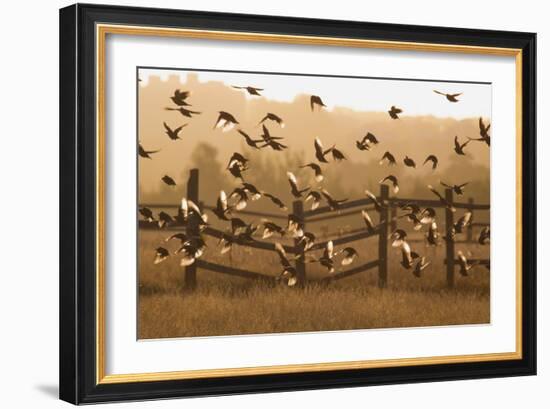 Common Starlings, Sturnus Vulgaris, Fly in a Clearing in Autumn-Alex Saberi-Framed Photographic Print