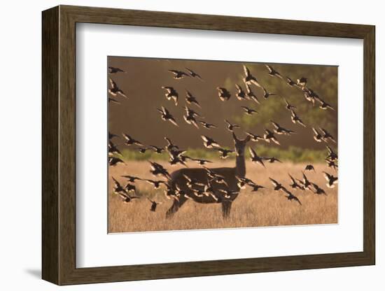 Common starlings, Sturnus vulgaris, with a fallow deer in a clearing.-Alex Saberi-Framed Photographic Print