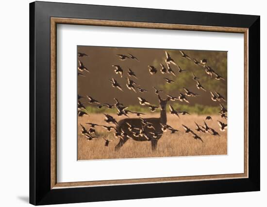 Common starlings, Sturnus vulgaris, with a fallow deer in a clearing.-Alex Saberi-Framed Photographic Print