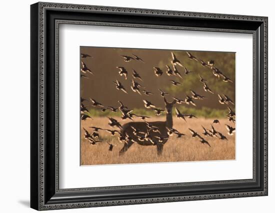 Common starlings, Sturnus vulgaris, with a fallow deer in a clearing.-Alex Saberi-Framed Photographic Print