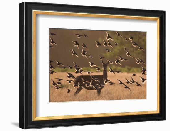 Common starlings, Sturnus vulgaris, with a fallow deer in a clearing.-Alex Saberi-Framed Photographic Print