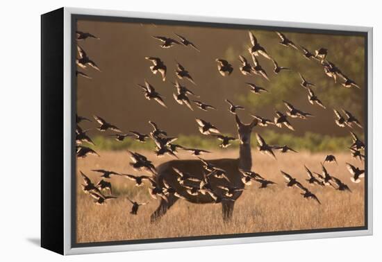 Common starlings, Sturnus vulgaris, with a fallow deer in a clearing.-Alex Saberi-Framed Premier Image Canvas