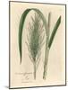 Common Sugar Cane, Saccharum Officinarum-James Sowerby-Mounted Giclee Print