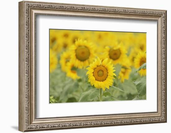 Common Sunflower, Helianthus annuus, field in bloom, Texas, USA-Rolf Nussbaumer-Framed Photographic Print