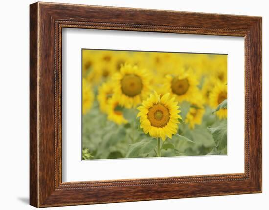 Common Sunflower, Helianthus annuus, field in bloom, Texas, USA-Rolf Nussbaumer-Framed Photographic Print