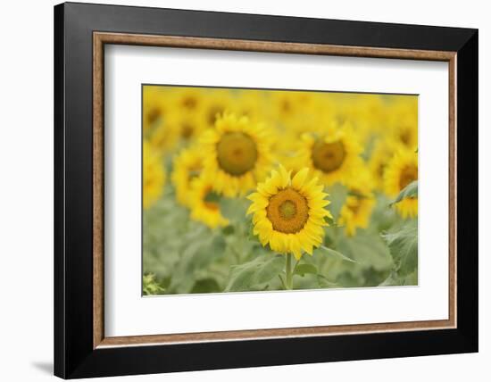 Common Sunflower, Helianthus annuus, field in bloom, Texas, USA-Rolf Nussbaumer-Framed Photographic Print